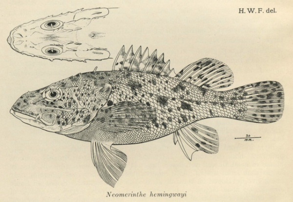 Fowler scorpionfish