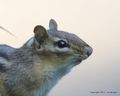 Jim Wright Chipmenk_0340-001