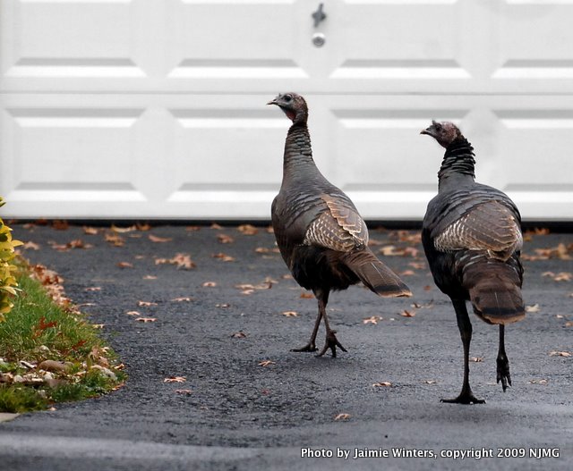 Turkeys007