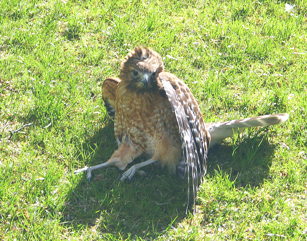 Injured hawk 080609