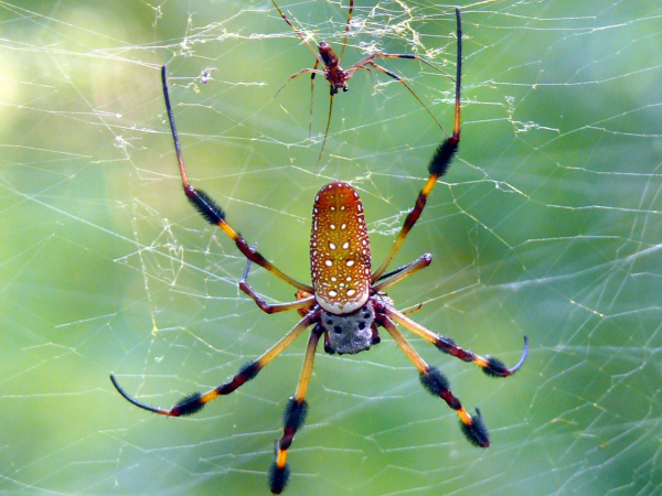 Golden Silk Orb Weaver(2)