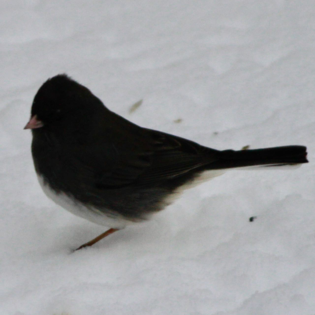 _Junco sees shadow MG_9959