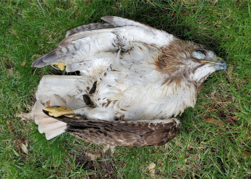 Dead hawk Allendale