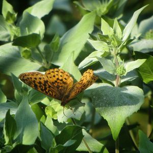 Fritillary mountain mint - 2015-07-12