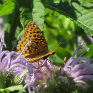 Fritillary monarda 2015-07-12