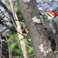 JWright Pileated_Allendale 9903 2a