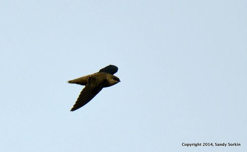 Sorkin 2 Chimney Swift-001