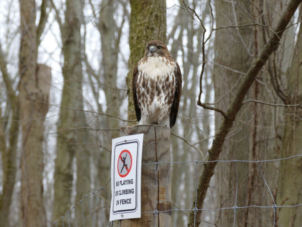 Redtail Sally T Screen Shot 2020-12-06 at 5.48.54 PM