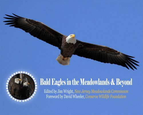 Bald Eagle Cover