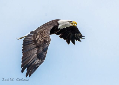 Soehnlein 2016-09-18 (1) Bald Eagle SLL(1)