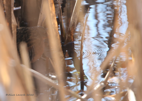 Alice Leurck Turducken photo 7W0A8790 (2) copy1b