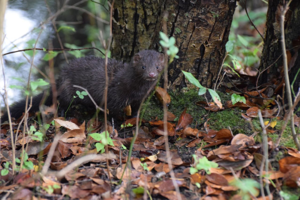 MINK  CF 10 9 18 DSC_0336(1)