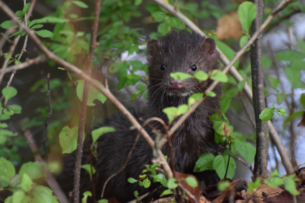 MINK  CF 10 9 18DSC_0333(1)