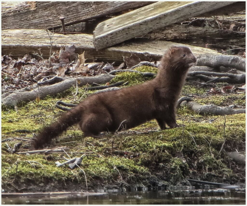 Leslie young mink CF873A7425 copyRSV