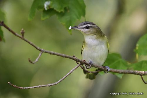 RedEyedVireo988