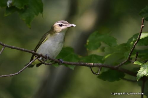 RedEyedVireo983