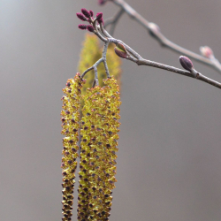 4-11-2014 All Gone to Seed (Small)