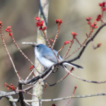 4-12-2014 Blue-gray Gnatcatcher (Small)