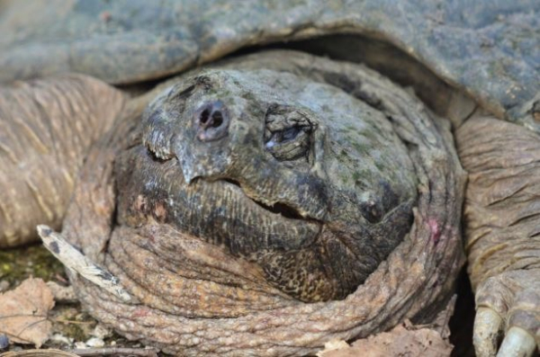 4-13-2014 A Face Even his Mother Can't Love (Small)(1) (3)