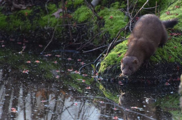 MINK  CF 4 14 19  AA DSC-0914-crop