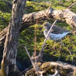 4-15-2013 Spotted Sandpiper (small)(1)