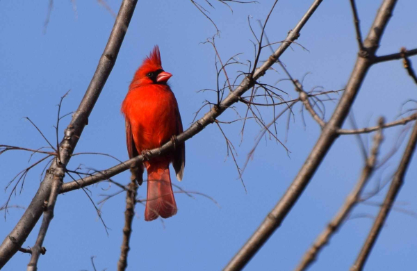 Cardinal  male cf 41618  K DSC_0787_crop