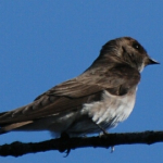 Swallow  No Rough Wing cf K 41608b