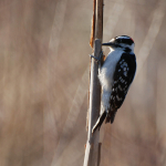 Woodpecker  Downy cf k 41608M