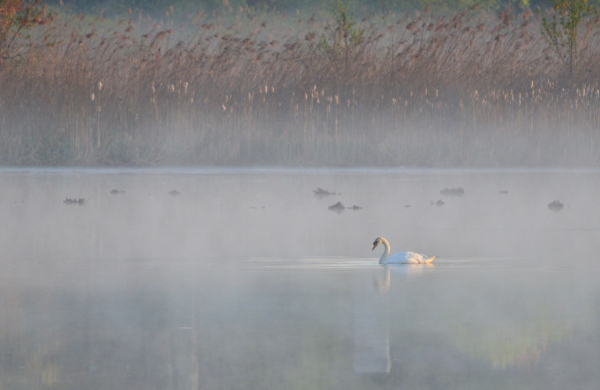 4-20-2012 Swan in the Morning Dew (Small)
