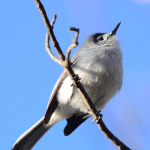 4-21-2013 Blue-gray Gnatcatcher (Small)