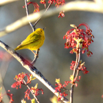 4-21-2013 Yellow Warbler (Small)