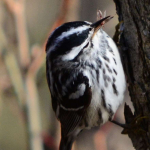 4-21-2013 Black and White Warbler (Small)