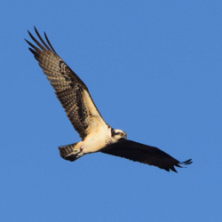 Osprey  cf 42318 a k _0090_crop