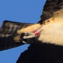 Osprey  o4D CF 42318 6pm  kSC_0099_crop0