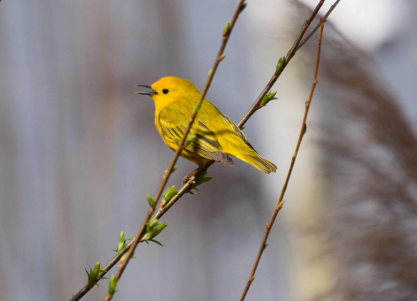 WARBLER  YELLOW CF 42519  sings aaa DSC_0376_saved as k