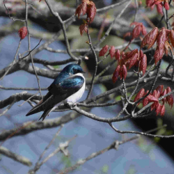 SWALLOW TEREE    42719  k CF PDSC_0810_crop