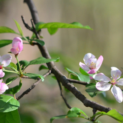 4-29-2011 Spring has Sprung (Small)(1)