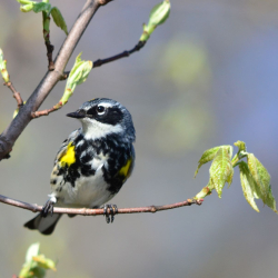 4-29-2011 Yellow-rump (Small)(1)