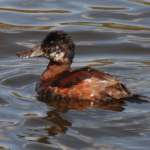 Duck  Rudy cf1  k 43008