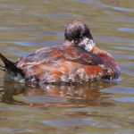 Duck Rudy cf 43008 K AAf one eye open