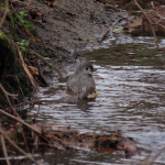 4-8-19 Tufted Titmouse Bath 3