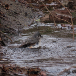 4-8-19 Tufted Titmouse Bath