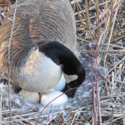 4-8-17 Goose with eggs