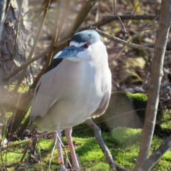 4-8-17 Black crowned night heron