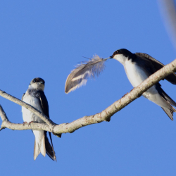 5-1-2013 Will you Marry Me (Small)(1)