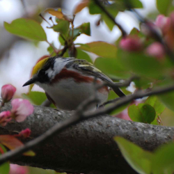 WARBLER  CHESTNUT SIDED CF 5414  k SITTING PRETTYDSC_0061_crop(1)