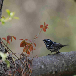 WARBLER  B & W CF 5414 SITTING PRETTY  k DSC_0141_crop(1)