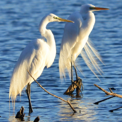 4-5-2012 Egret's Dressed to Impress
