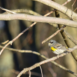 4-5-2012 Yellow-Rump