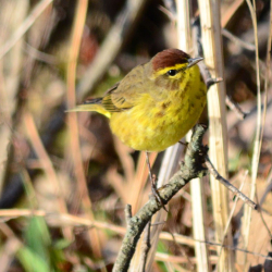 4-22-2013 Palm Warbler (Small)(1)